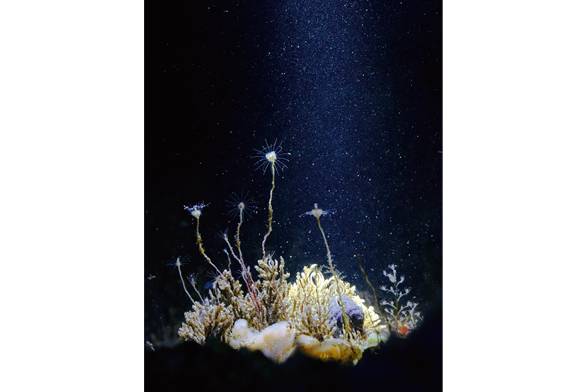 Hydroid Grove In Shallow Goan waters