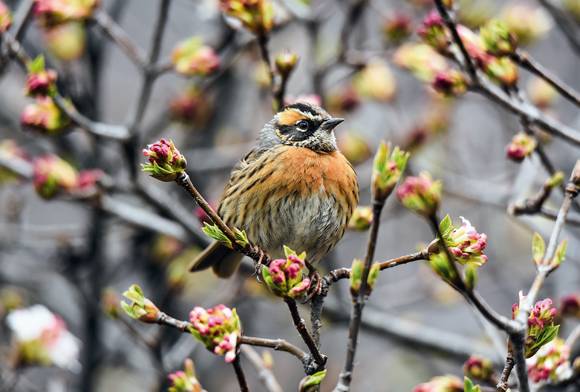 Rufous-Breasted Accentor