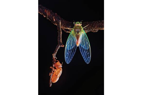 Cicada Moulting