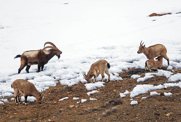 Himalayan Ibex, Kibber Wildlife Sanctuary