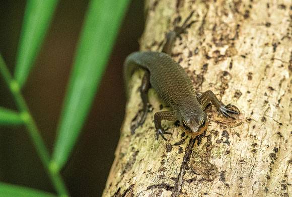 Nicobar Tree Skink