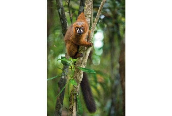 Red-bellied lemur