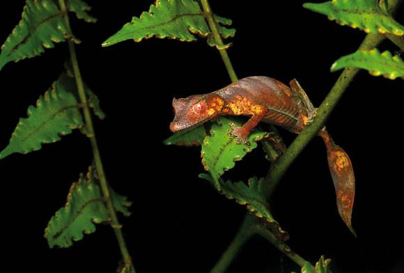 Satanic leaf tailed gecko