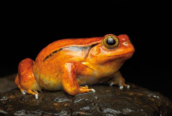Tomato frog