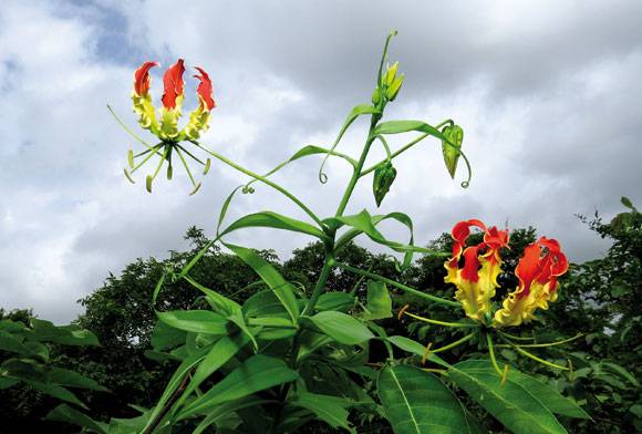 Glorious lily