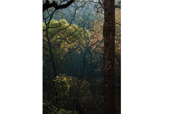 Nothing is too much in nature