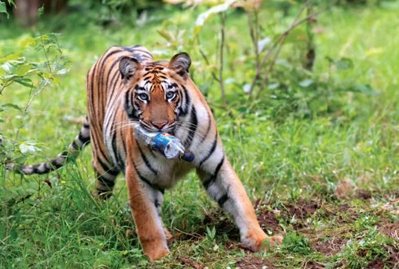 Stripes In Peril