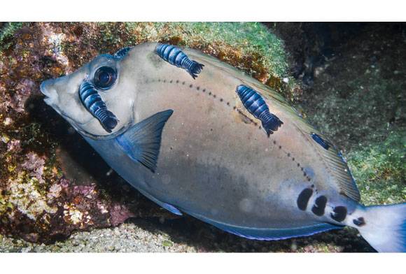 One too many parasites