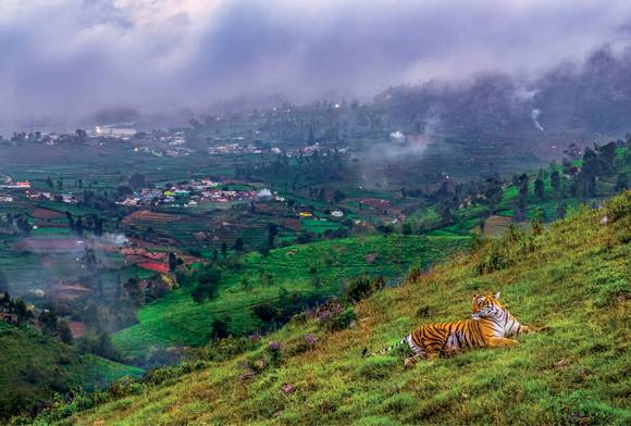 Tiger