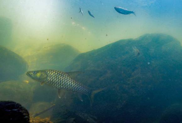 Tiger of the River