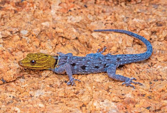 The king of reptiles